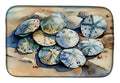 Sand Dollars Dish Drying Mat Absorbent Dish Drying Mat Pad for Kitchen Counter Dish Drainer Mat for Countertop, 14 x 21", Multicolor