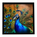 Peacock Face and Feather Detail Framed Metal Print Bathroom, Kitchen, Office, Home Decor Wall Art Ready to Hang, Square, 8X8