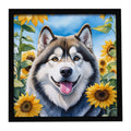 Alaskan Malamute in Sunflowers Framed Metal Print Bathroom, Kitchen, Office, Home Decor Wall Art Ready to Hang, Square, 8X8