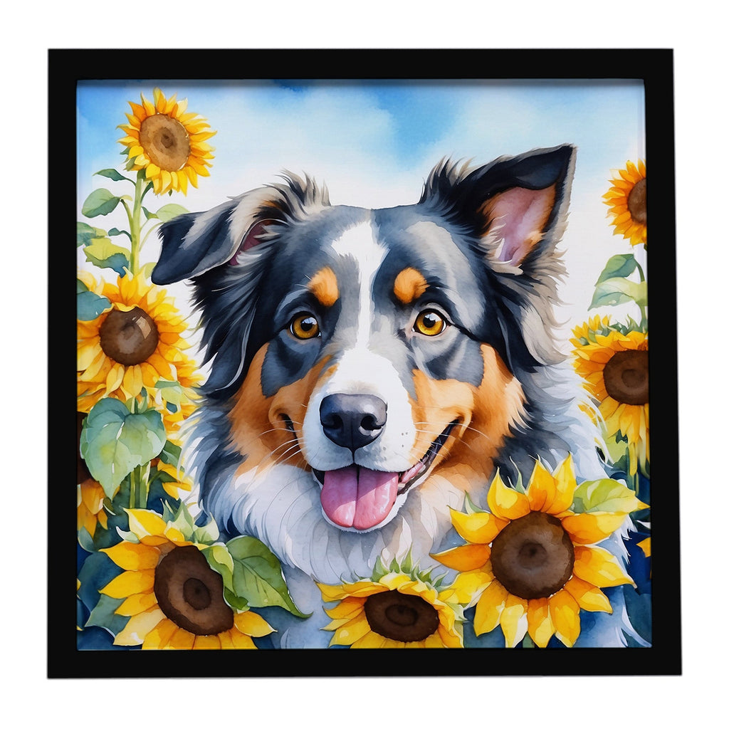 Australian Shepherd in Sunflowers Framed Metal Print Bathroom, Kitchen, Office, Home Decor Wall Art Ready to Hang, Square, 8X8