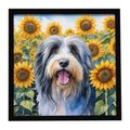 Bearded Collie in Sunflowers Framed Metal Print Bathroom, Kitchen, Office, Home Decor Wall Art Ready to Hang, Square, 8X8