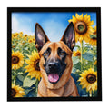 Belgian Malinois in Sunflowers Framed Metal Print Bathroom, Kitchen, Office, Home Decor Wall Art Ready to Hang, Square, 8X8