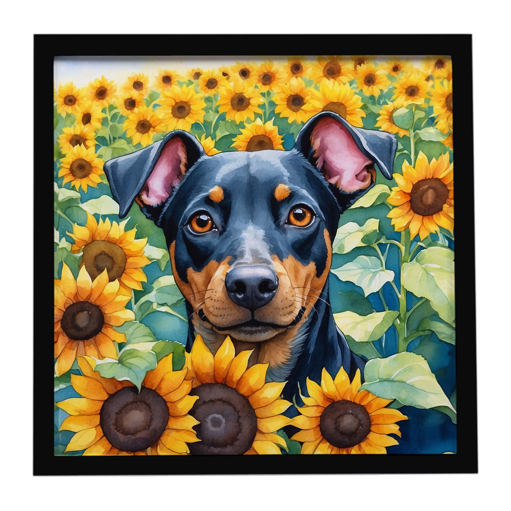 Manchester Terrier in Sunflowers Framed Metal Print Bathroom, Kitchen, Office, Home Decor Wall Art Ready to Hang, Square, 8X8