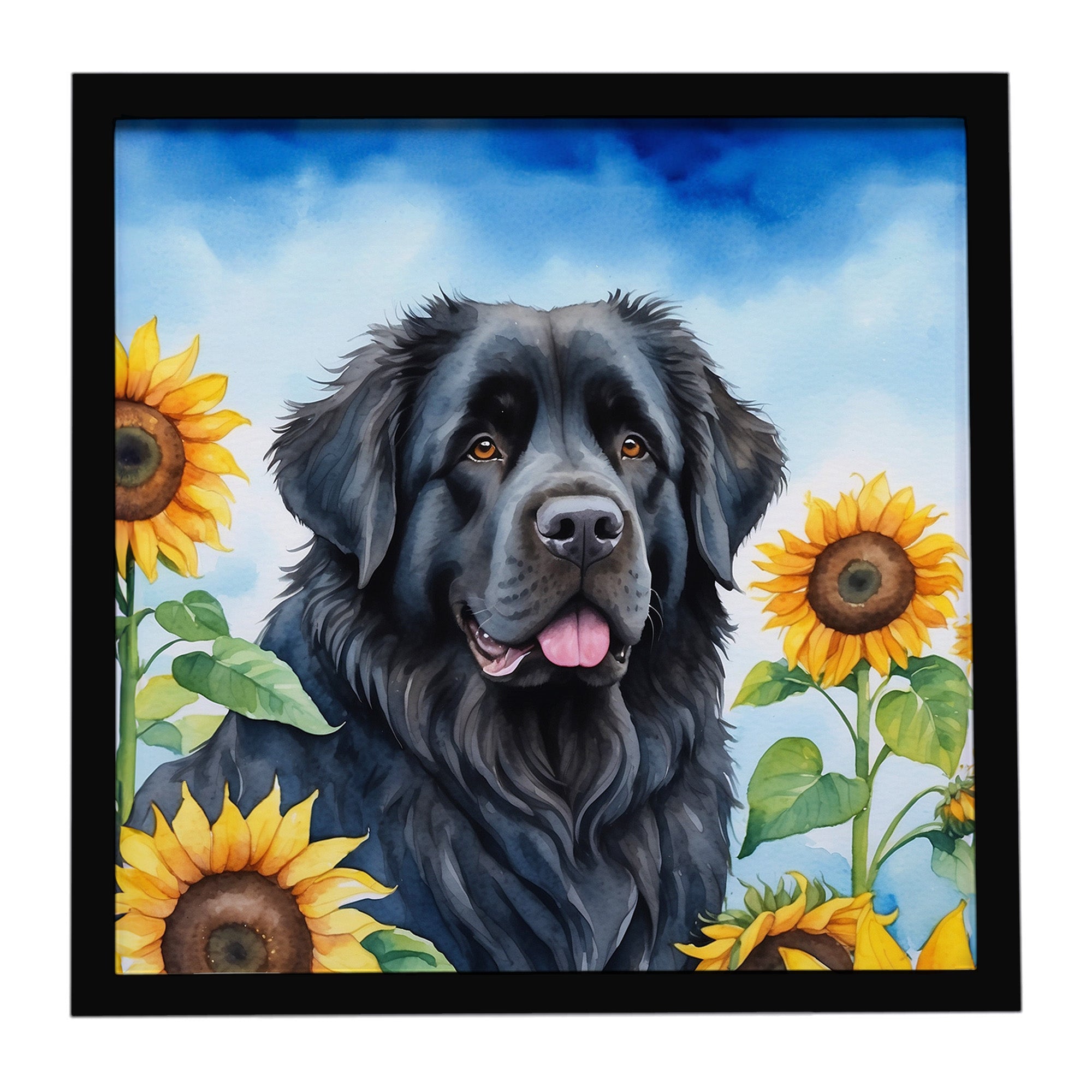 Newfoundland in Sunflowers Framed Metal Print Bathroom, Kitchen, Office, Home Decor Wall Art Ready to Hang, Square, 8X8