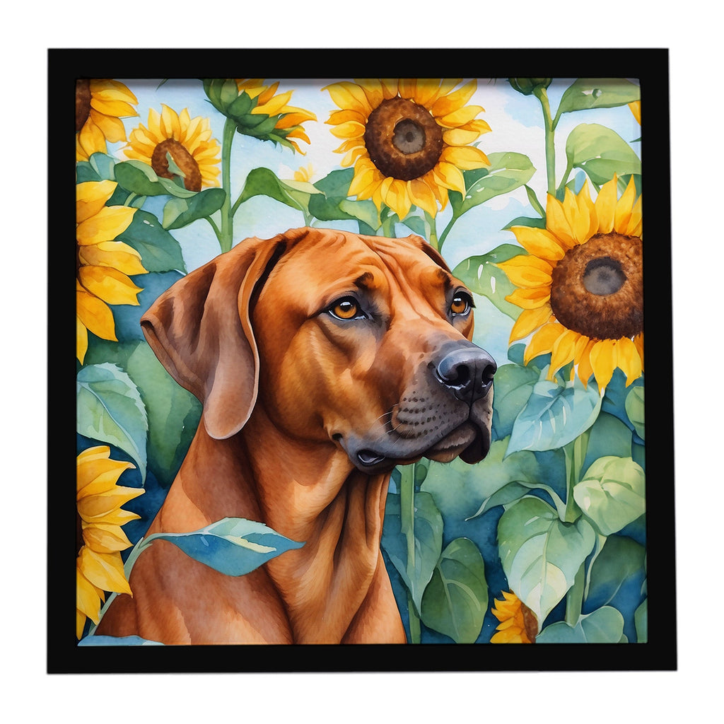 Rhodesian Ridgeback in Sunflowers Framed Metal Print Bathroom, Kitchen, Office, Home Decor Wall Art Ready to Hang, Square, 8X8