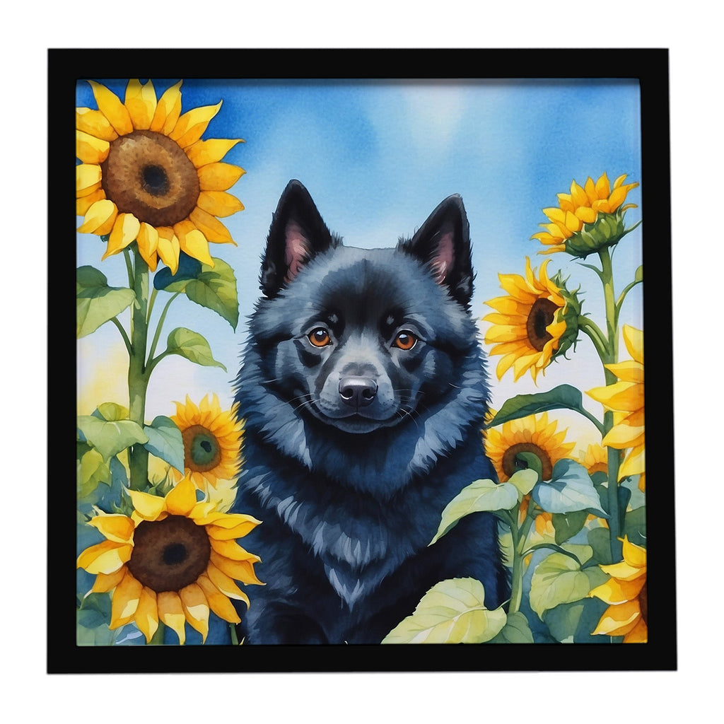 Schipperke in Sunflowers Framed Metal Print Bathroom, Kitchen, Office, Home Decor Wall Art Ready to Hang, Square, 8X8