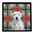 White American Staffordshire Terrier Christmas PoinsettIas Framed Metal Print Bathroom, Kitchen, Office, Home Decor Wall Art Ready to Hang, Square, 8X8