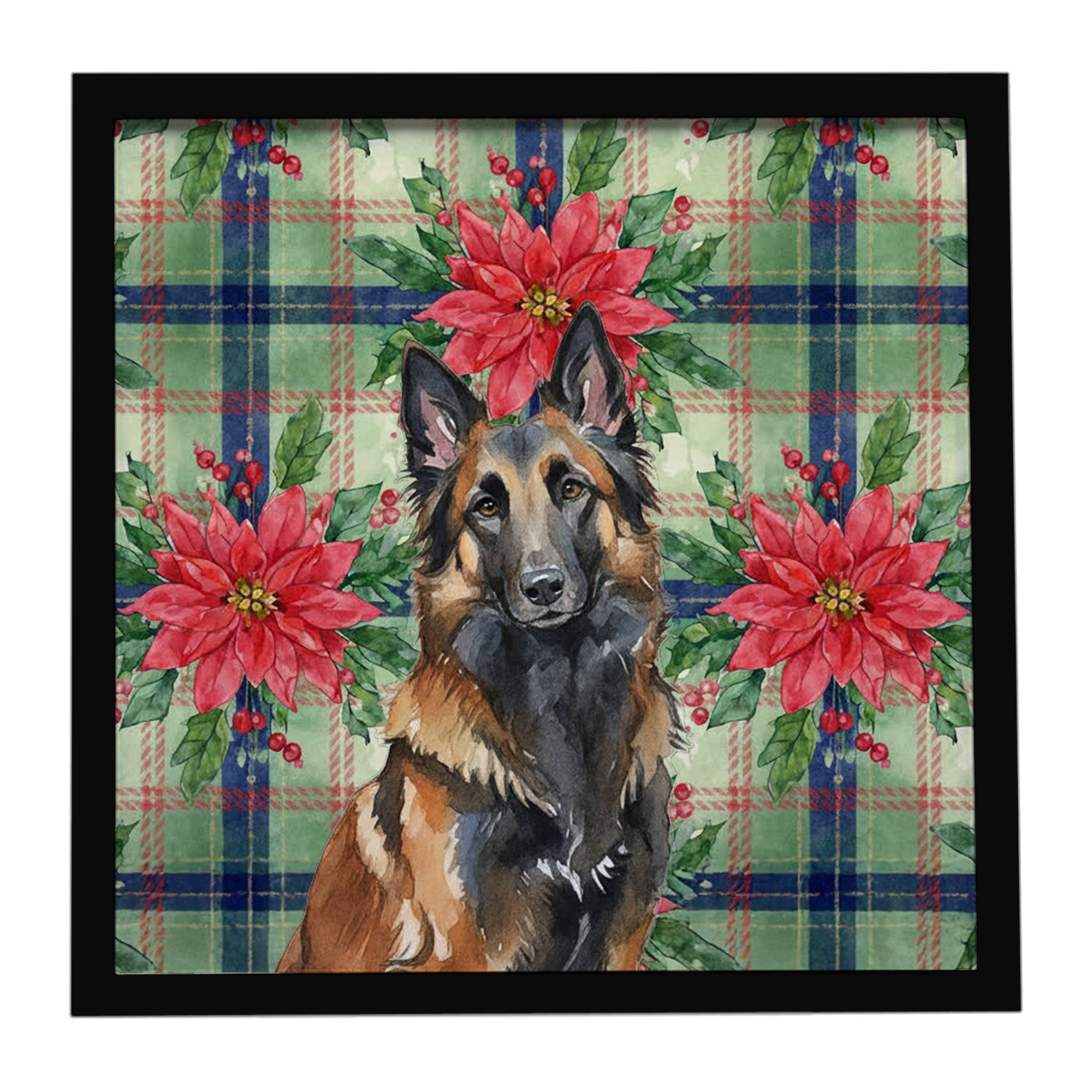 Belgian Tervuren Christmas PoinsettIas Framed Metal Print Bathroom, Kitchen, Office, Home Decor Wall Art Ready to Hang, Square, 8X8