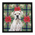White Boxer Christmas PoinsettIas Framed Metal Print Bathroom, Kitchen, Office, Home Decor Wall Art Ready to Hang, Square, 8X8