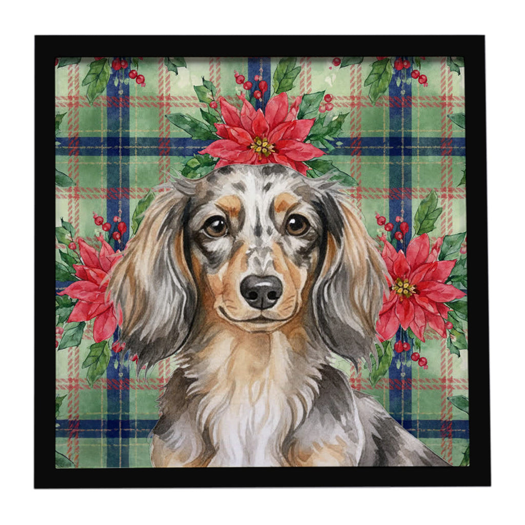 Longhaired Dapple Dachshund Christmas PoinsettIas Framed Metal Print Bathroom, Kitchen, Office, Home Decor Wall Art Ready to Hang, Square, 8X8